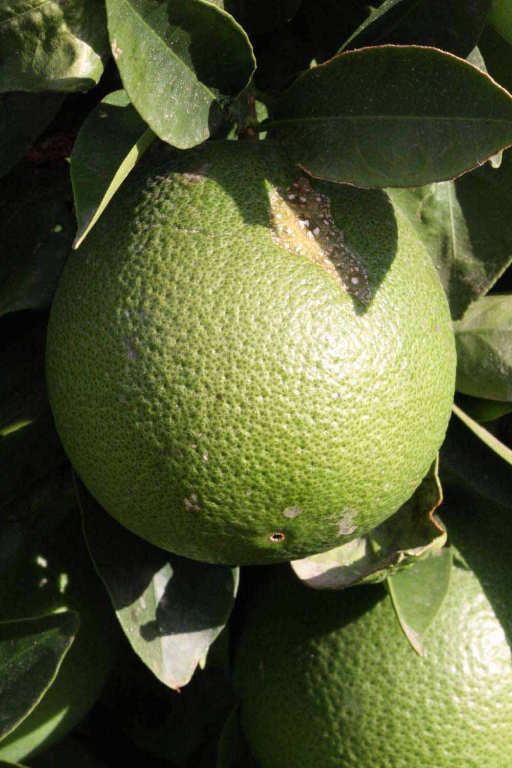            Immature fruit (Riverside, CA)   